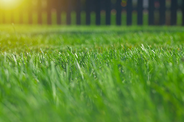 Zblízka zelený trávník za slunečného dne. Selektivní zaměření - Fotografie, Obrázek