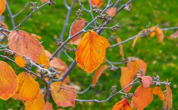 Τα τελευταία πολύχρωμα φθινοπωρινά φύλλα του φουντουκιού μάγισσας παραμένουν στο θάμνο, αντιγράφοντας χώρο - Φωτογραφία, εικόνα