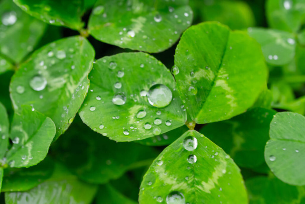 close up of green clovers with wet water dew drops. Irish clover in the rain. High quality photo - Foto, immagini