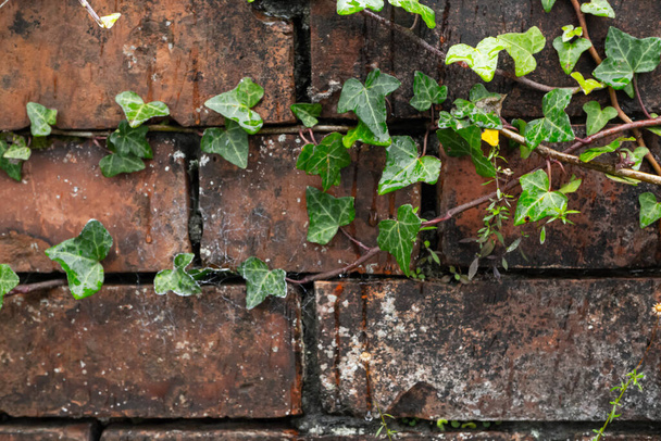 vecchio muro di cemento bagnato coperto di erba e viti. Foto di alta qualità - Foto, immagini