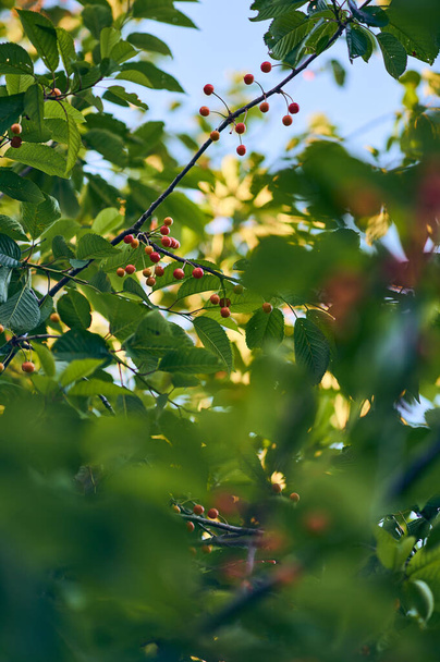 červené třešně rostoucí na stromě na slunci. Kvalitní fotografie - Fotografie, Obrázek