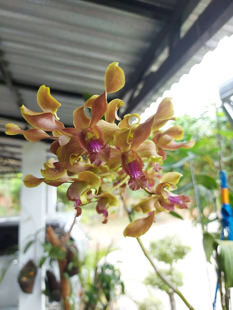 Focus selettivo di bellissimi fiori gialli Dendrobium scolorire orchidea in giardino su sfondo sfocato. - Foto, immagini