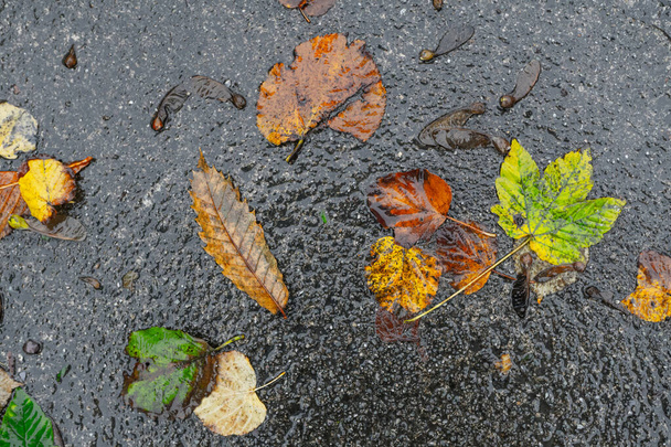 雨に濡れた舗装上の多色の紅葉。高品質の写真 - 写真・画像
