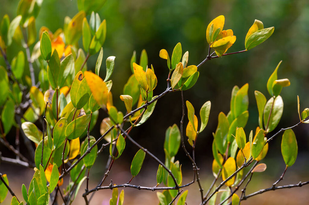 Leaves of Jojoba Simmondsia chinensis goat nut plant, close up - Valokuva, kuva