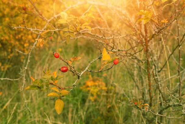 Rosehip on a bush in autumn season. High quality photo - Photo, Image