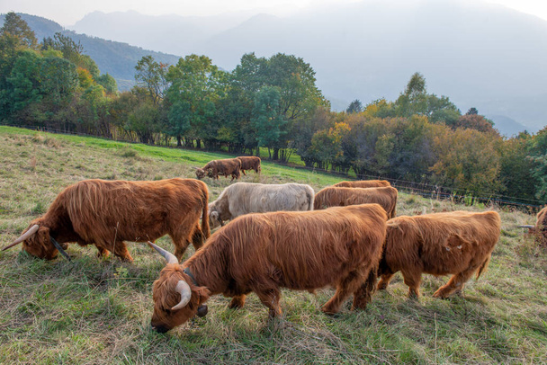 Highlanad φυλή βοοειδών είναι γνωστή για τη χωριτικότητα και την αντίστασή της σε ακραία περιβάλλοντα - Φωτογραφία, εικόνα