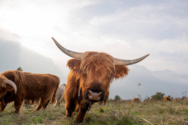 Highlanad race bovine est connue pour sa rusticité et sa résistance aux environnements extrêmes - Photo, image