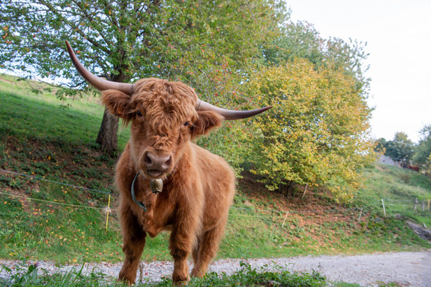La raza bovina Highlanad es conocida por su rusticidad y su resistencia a ambientes extremos - Foto, imagen