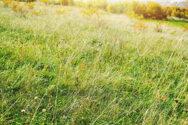 Green meadow during autumn season.Trees in background. High quality photo - Φωτογραφία, εικόνα