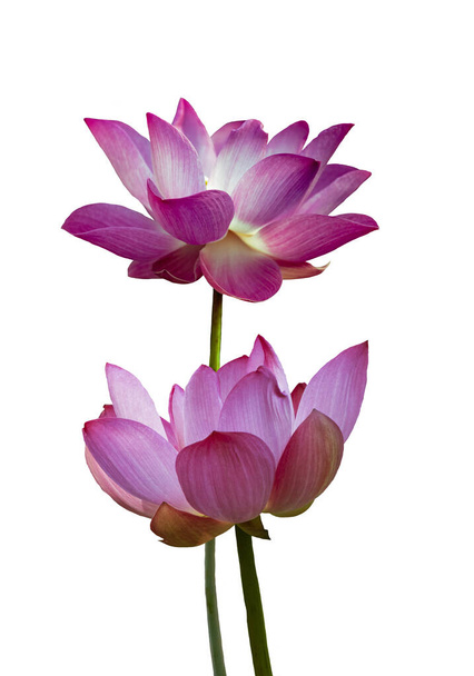 Blooming pink lotus flower or Nelumbo nucifera isolated on white background. Known as Indian lotus, sacred lotus in Hinduism and Buddhism. - Фото, изображение