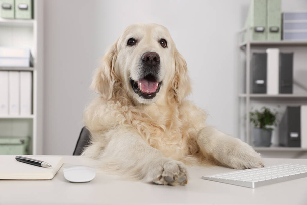 Cute retriever sitting at workplace in office. Working atmosphere - Foto, Imagem