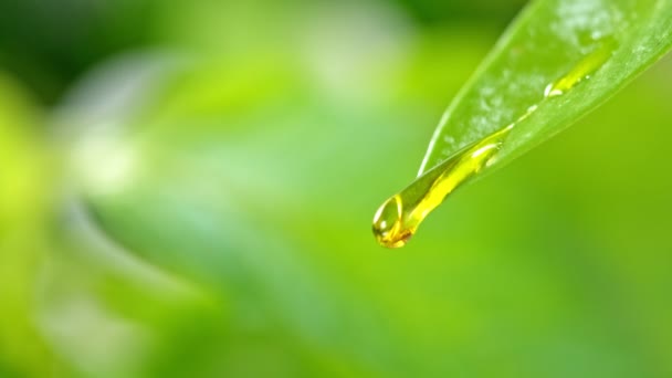Super Slow Motion Macro Shot of Water Droplet Lehullik a Fresh Green Leaf 1000fps-ről. Nagysebességű mozi kamerával 4K felbontásban. - Felvétel, videó