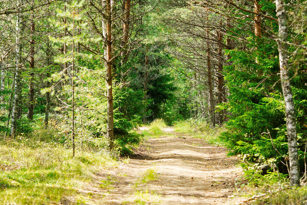 Forest Road in summer forest. A walk through the summer forest. Beautiful nature. spruce forest. Forest road in the Alps. - Foto, Imagen