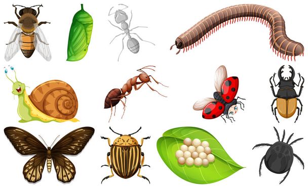 昆虫コレクションのイラストの異なる種類 - ベクター画像