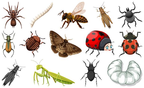 Різні види ілюстрацій колекції комах
 - Вектор, зображення