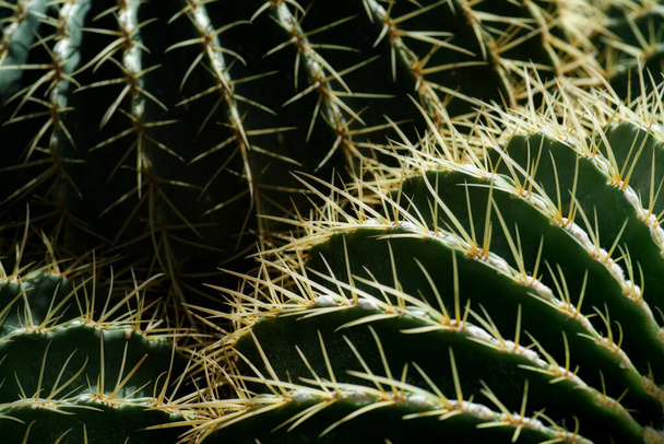 close up or macro cactus with many thorns in garden - Foto, Imagem