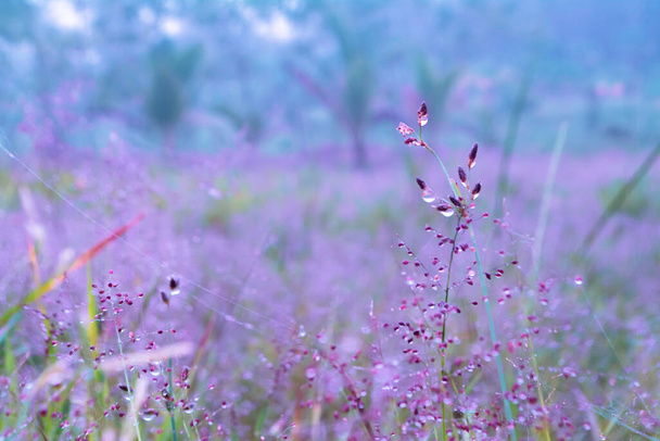  квітка рожевої трави, що цвіте з краплями роси
   - Фото, зображення