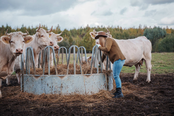 Постріл фермера доглядає і годує корів на полі ферми
. - Фото, зображення