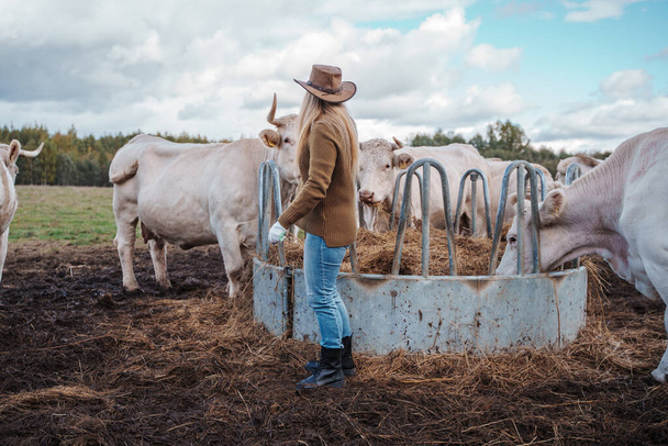Photo of female farmer feeding with fodder cows on agricultural field. - Zdjęcie, obraz