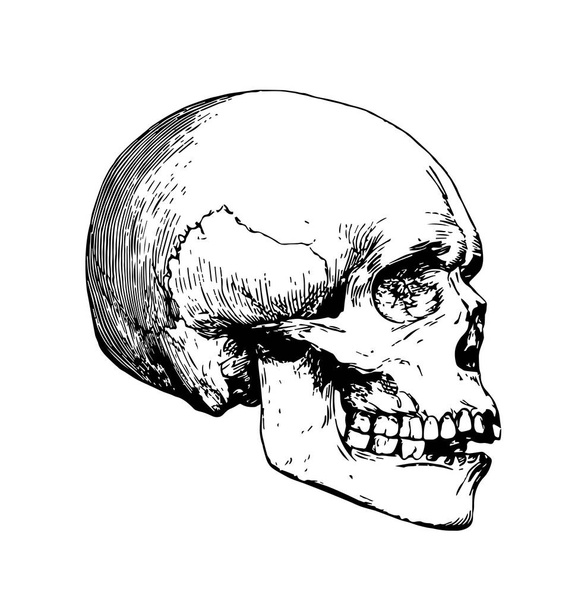 detailed skull etching side view - Διάνυσμα, εικόνα