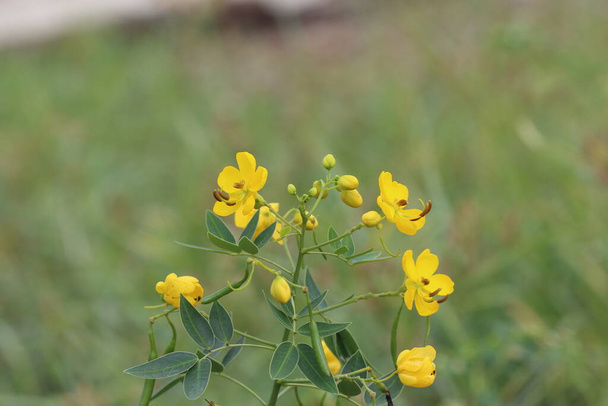 Senna septemtrionalis, Senna familyasından bir bitki türü. - Fotoğraf, Görsel