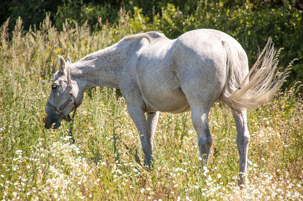 Серый конь пасутся на лугу
 - Фото, изображение