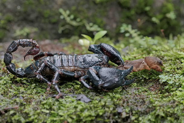 Un escorpión del bosque asiático se prepara para aprovecharse de un grillo topo sobre una roca cubierta de musgo. Este animal punzante tiene el nombre científico Heterometrus spinifer. - Foto, Imagen