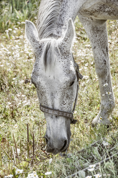 Portrait de cheval gris
 - Photo, image