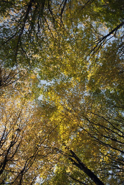Floresta de outono à luz do dia. Silvicultura, ecologia, ambiente natural - Foto, Imagem