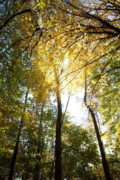 昼光の秋の森。森林、生態系、自然環境 - 写真・画像