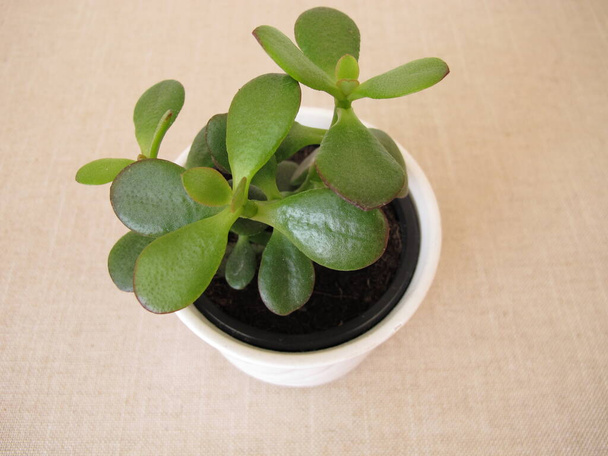 Kleine jade plant in een bloempot, Crassula ovata - Foto, afbeelding