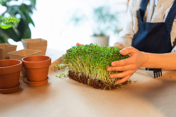 Vista recortada de niña sosteniendo plantas microverdes cerca de macetas en casa  - Foto, imagen