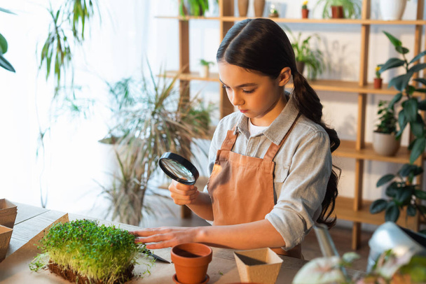 Preteen girl in apron holding magnifying glass near microgreen plant at home  - Foto, Imagem