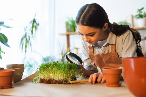 Kid in apron holding magnifying glass while looking at microgreen plant at home  - Foto, Imagem
