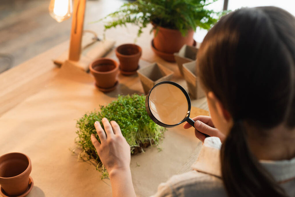 High angle view of blurred kid holding magnifying glass near microgreen at home  - Foto, immagini
