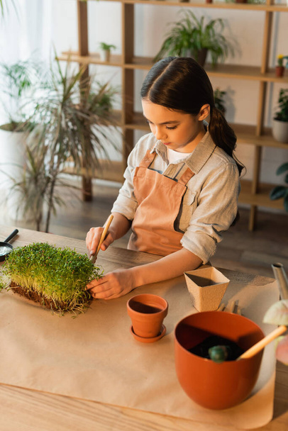 Preteen bambino piantare microverde vicino vasi da fiori a casa  - Foto, immagini