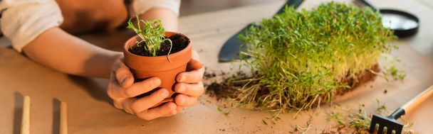 Cropped view of kid holding flowerpot with microgreen at home, banner  - Fotografie, Obrázek
