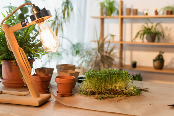 Lamp near flowerpots and plants on table at home  - Foto, Imagen