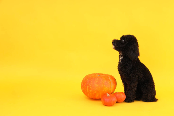 Концепція Хеллоуїна, собаки і гарбуза на жовтому тлі
 - Фото, зображення