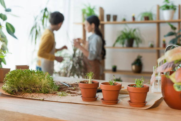 Flowerpots and microgreen on table near blurred kids at home  - Photo, Image