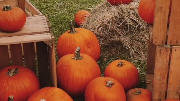 Хеллоуїн гарбузи і святкові прикраси в осінній сезон сільське поле, урожай гарбуза і сезонне сільське господарство, на відкритому повітрі в природі
 - Кадри, відео
