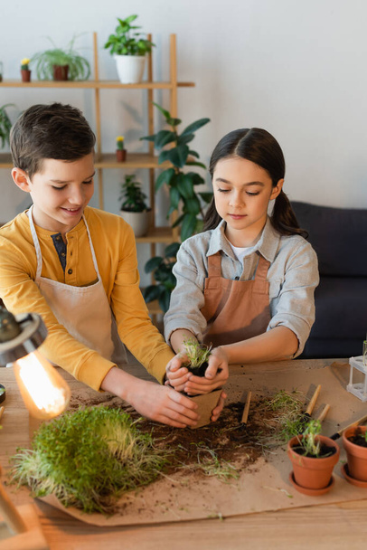 Positive boy holding flowerpot near friend with soil and microgreen at home  - Foto, immagini