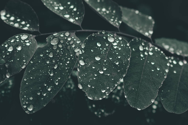 feuilles vertes avec gouttes d'eau - Photo, image