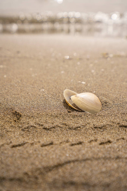 Foglia verde sulla pietra su una spiaggia di sabbia. Foto di alta qualità. - Foto, immagini