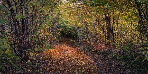 V podzimním bukovém lese - Fotografie, Obrázek