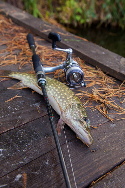 Freshwater Northern Pike Fish Know As Esox Lucius And Fishing Rod With Reel  Lying On Vintage Wooden Background At Autumn Time. Fishing Concept, Good  Catch - Big Freshwater Pike Fish Just Taken