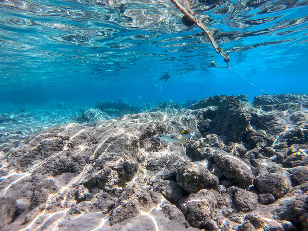 紅海、エジプトで熱帯魚、海藻、サンゴとサンゴ礁の水中パノラマビュー。アクロポラ・ジェミフェラ・フード・サンゴ礁、スムーズ・カリフラワー・サンゴ(スタイロフォラ・ピスティラータ) 、ロボフィリア・ヘムプリシイ、アクロポラ・ヘムプリシイ、プリステイン・スタッグ - 写真・画像