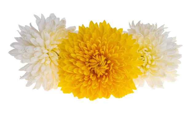 Crisantemo isolato su sfondo bianco - Foto, immagini