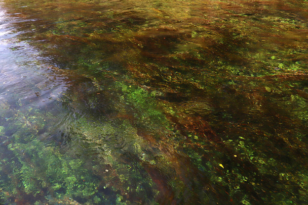 Algae under the sea. Background texture. - Photo, Image