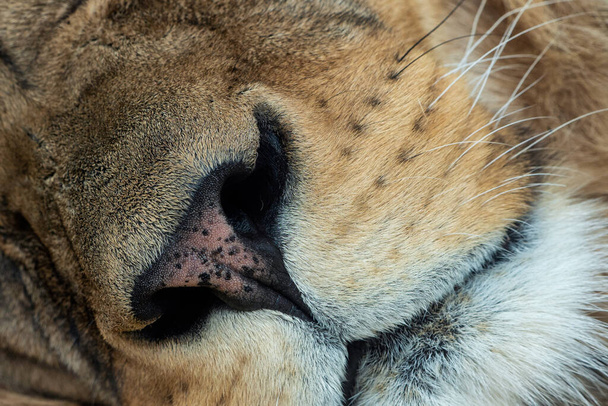 Μια κοντινή θέα της μουσούδας του λιονταριού. Πάνθηρα leo leo - Φωτογραφία, εικόνα